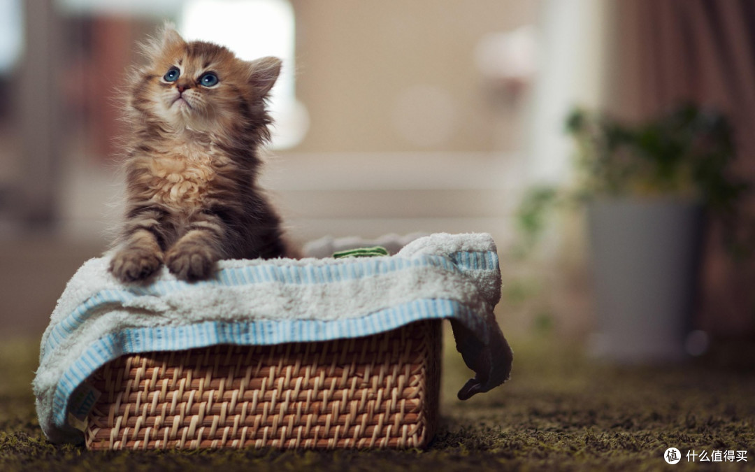 2025猫粮品牌排行大揭秘！口碑佳性价比之王猫咪猫粮推荐