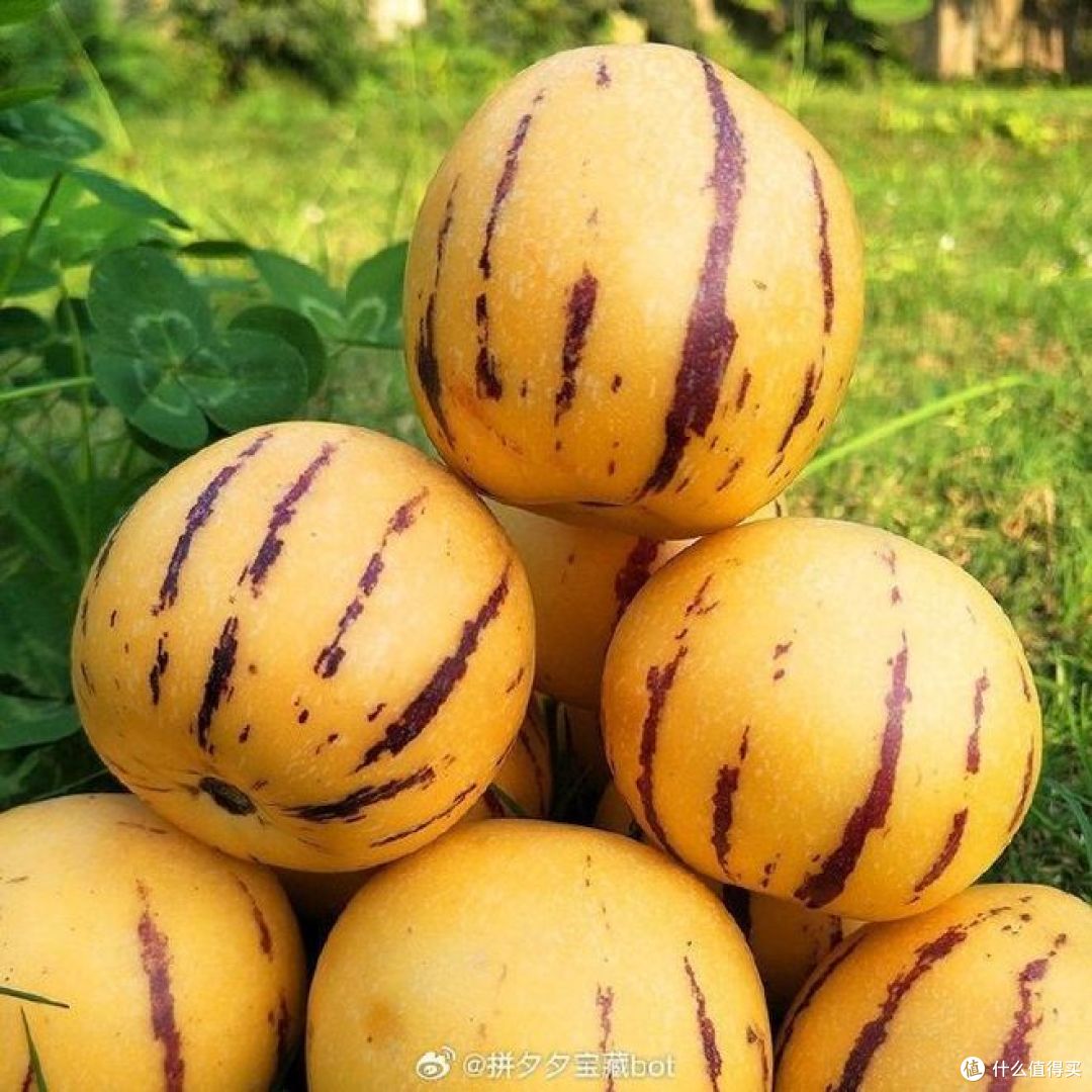 长人参果和圆人参果的区别，哪种甜又好吃？