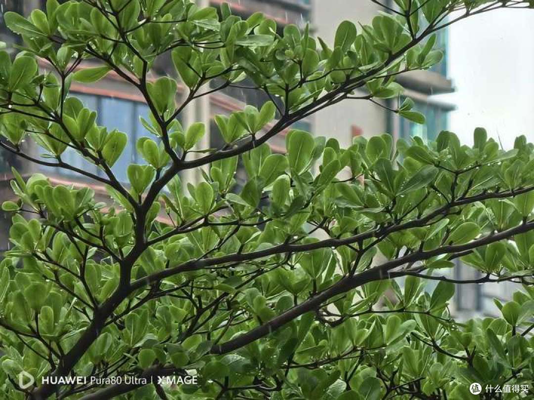 如何评价 6 月 11 日发布的华为 Pura 80 系列手机?