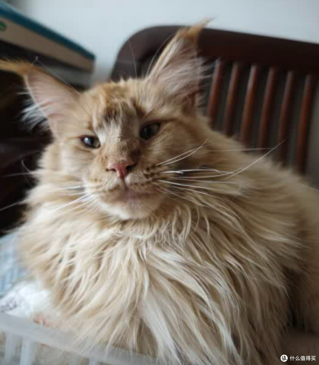 救命!这猫粮让我家挑食怪秒变炫饭狂魔