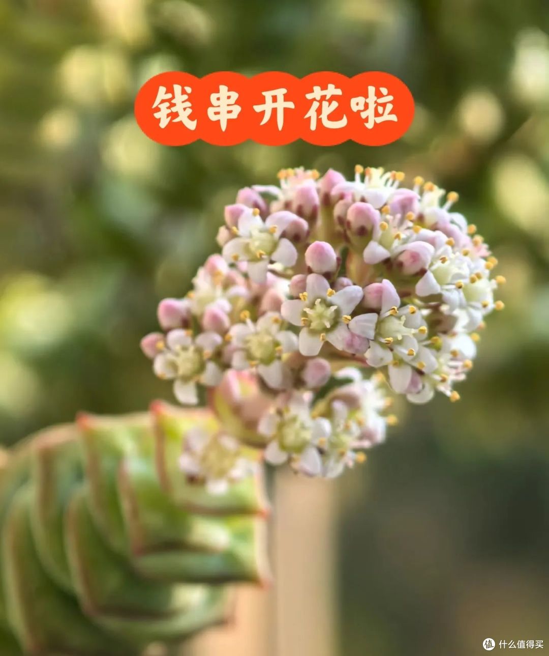 辽宁一女子,钱串养的“爆盆又爆花”,网友:要发财了!