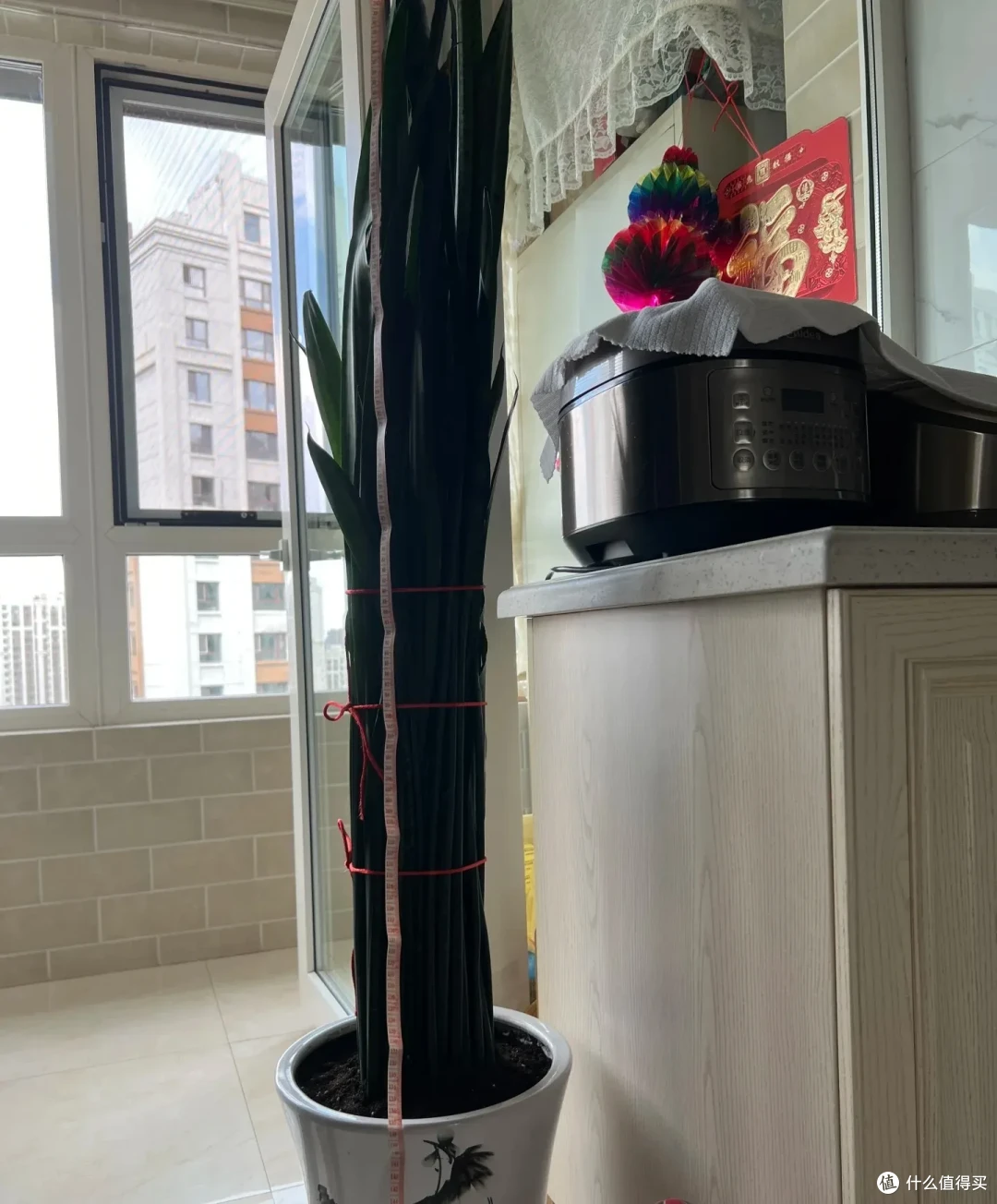 黑龙江一太太,虎皮兰长成“恨天高”,网友:莫不是真要成精?