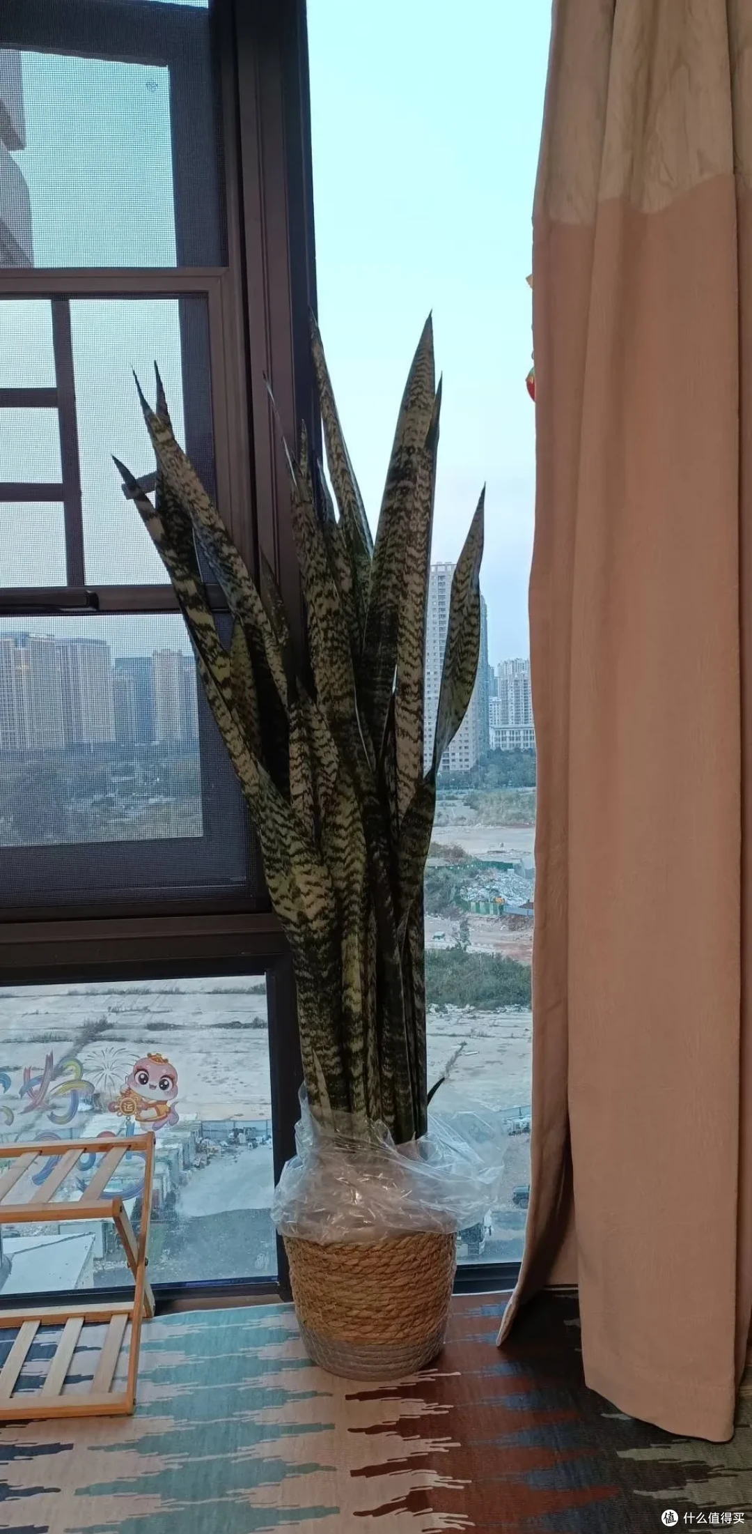黑龙江一太太,虎皮兰长成“恨天高”,网友:莫不是真要成精?