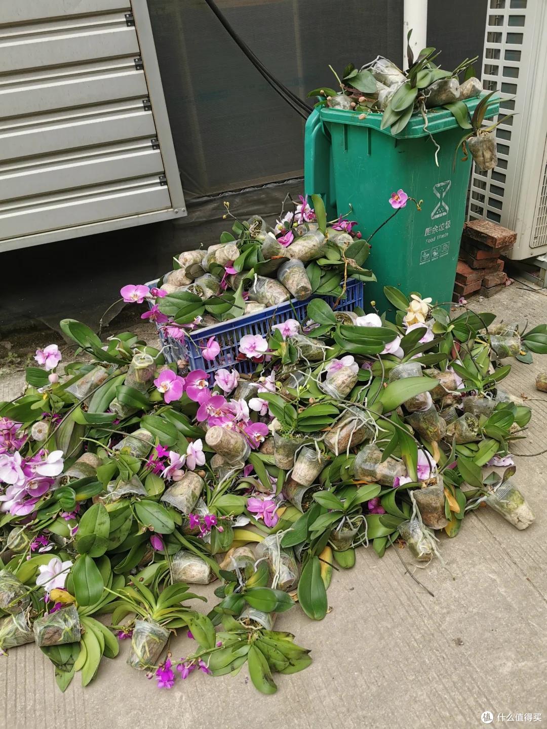 上海一保安,因“捡业主淘汰的花养”而火了,网友:给叔叔涨工资