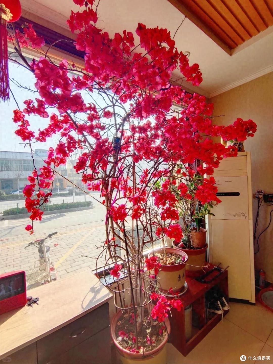 上海一保安,因“捡业主淘汰的花养”而火了,网友:给叔叔涨工资