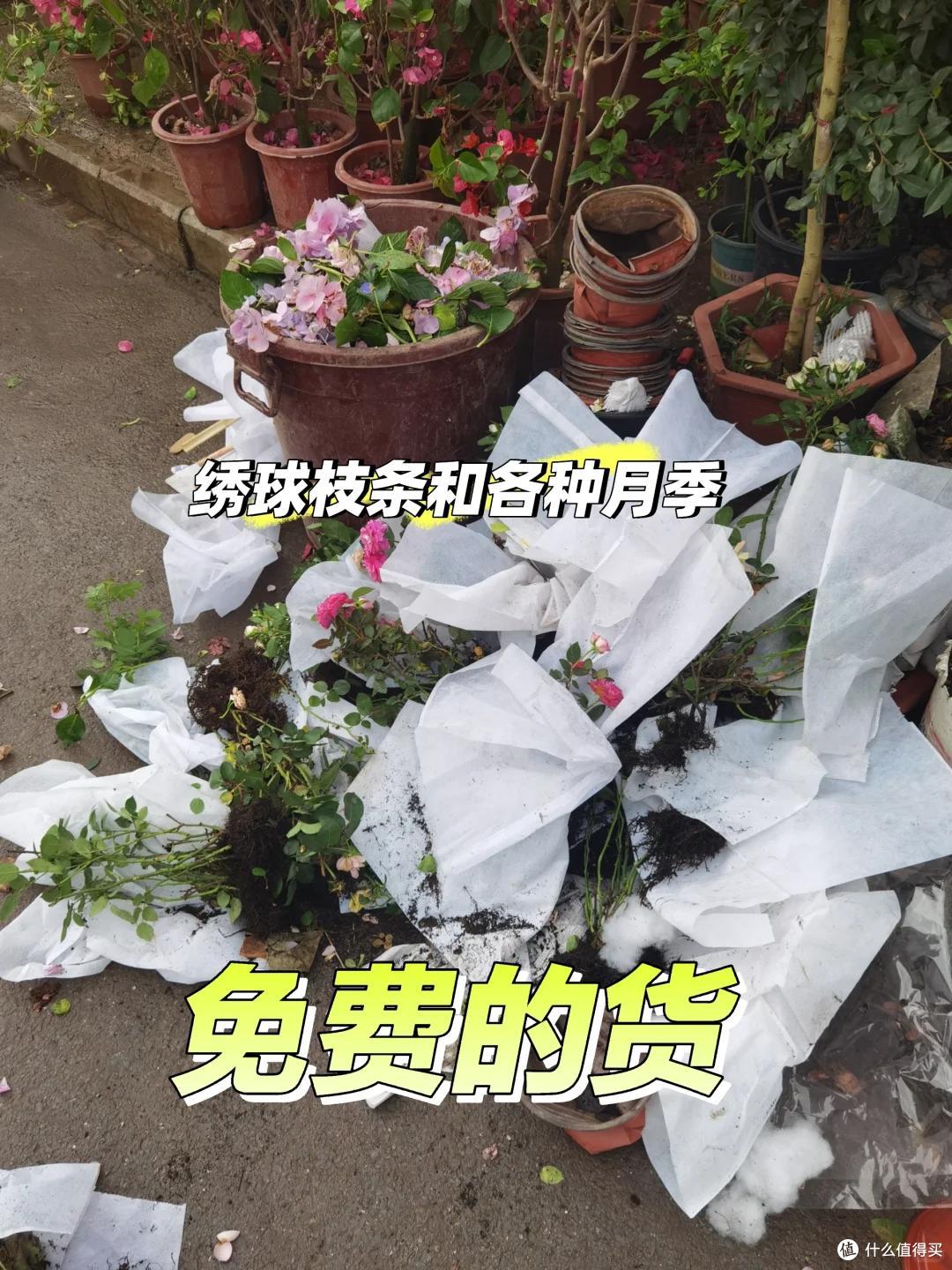 上海一保安,因“捡业主淘汰的花养”而火了,网友:给叔叔涨工资