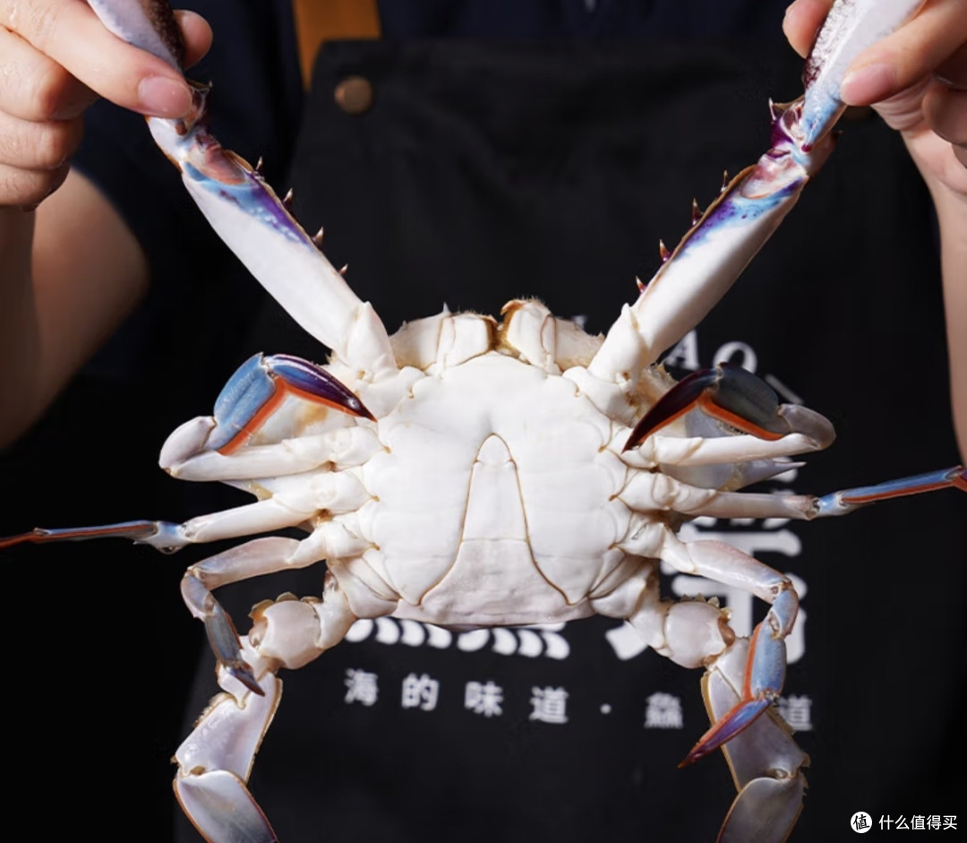 鱻谣超大号梭子蟹:黄海馈赠的“蟹中巨擘”🦀