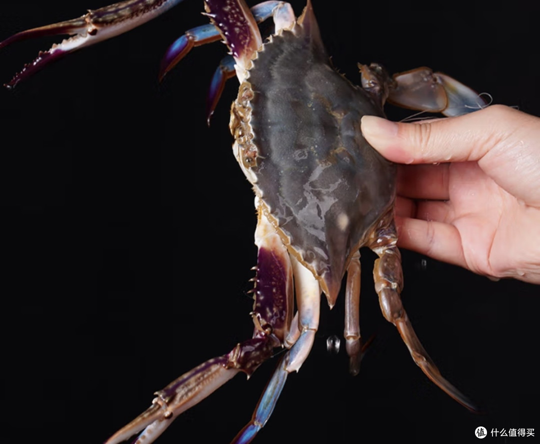 鱻谣超大号梭子蟹:黄海馈赠的“蟹中巨擘”🦀
