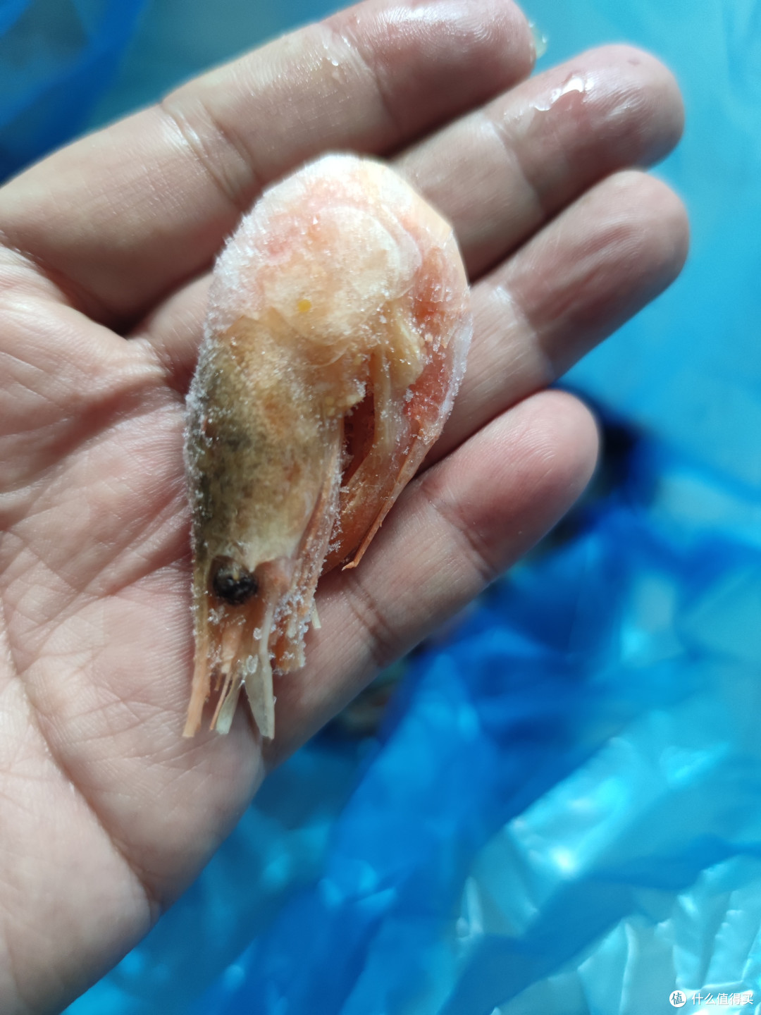 美加佳熟冻北极甜虾，3斤大包装
