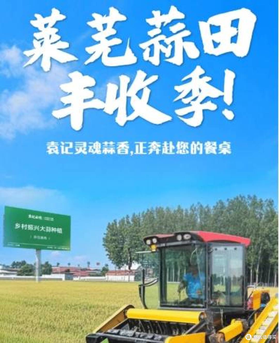 莱芜蒜田丰收季,袁记云饺品质溯源启程
