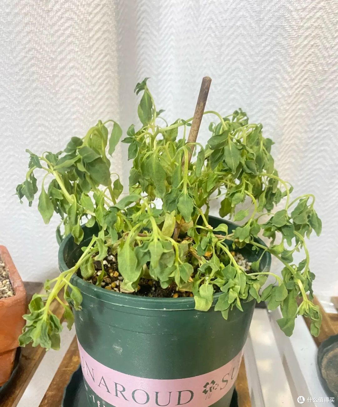 山东90后小姐姐，阳台“小番茄大丰收”，能赏又能吃，太美了！