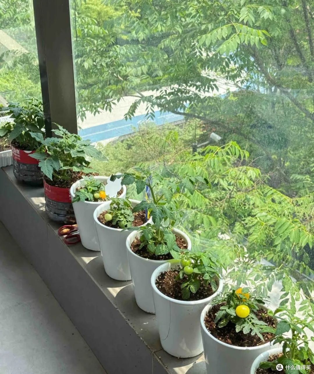 山东90后小姐姐，阳台“小番茄大丰收”，能赏又能吃，太美了！