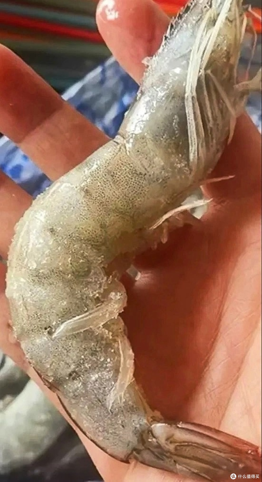 618必囤！原装进口王牌盐冻大虾，一口鲜到爆
