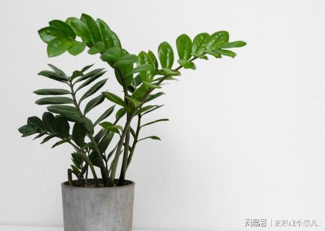 顾客投诉麻将房内烟味太重空气闷？这些方法你试过了吗？