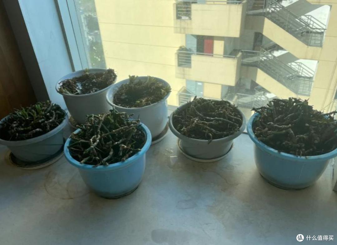 6、7月,给这10种花“剃光头”,剪得越狠,长势越旺,花开不断~