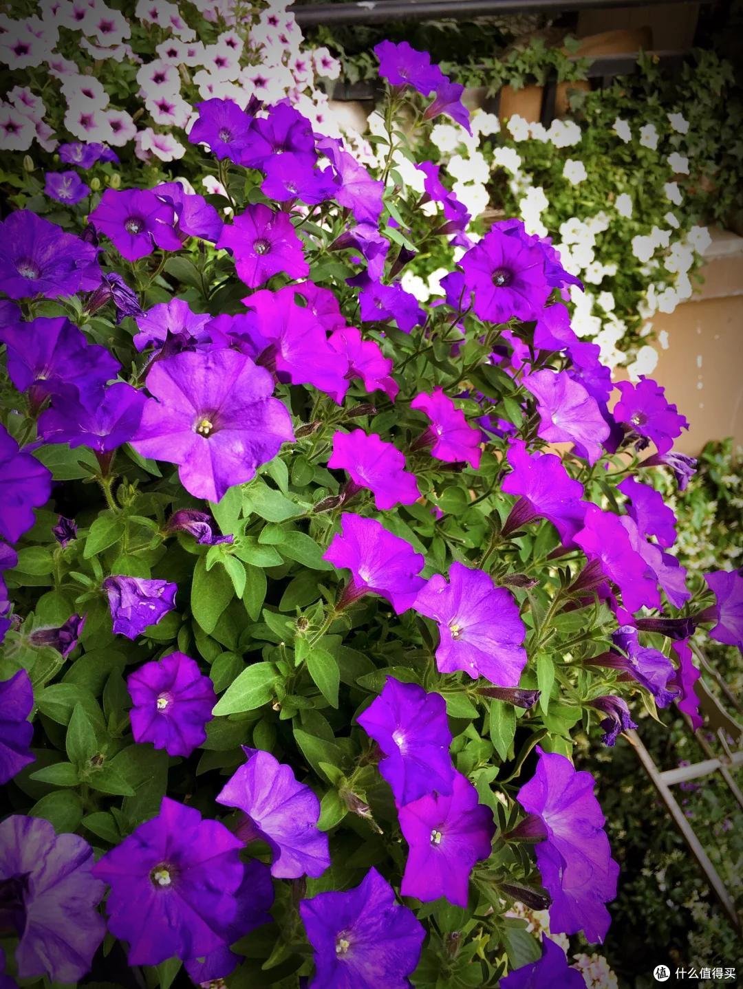 6、7月,给这10种花“剃光头”,剪得越狠,长势越旺,花开不断~