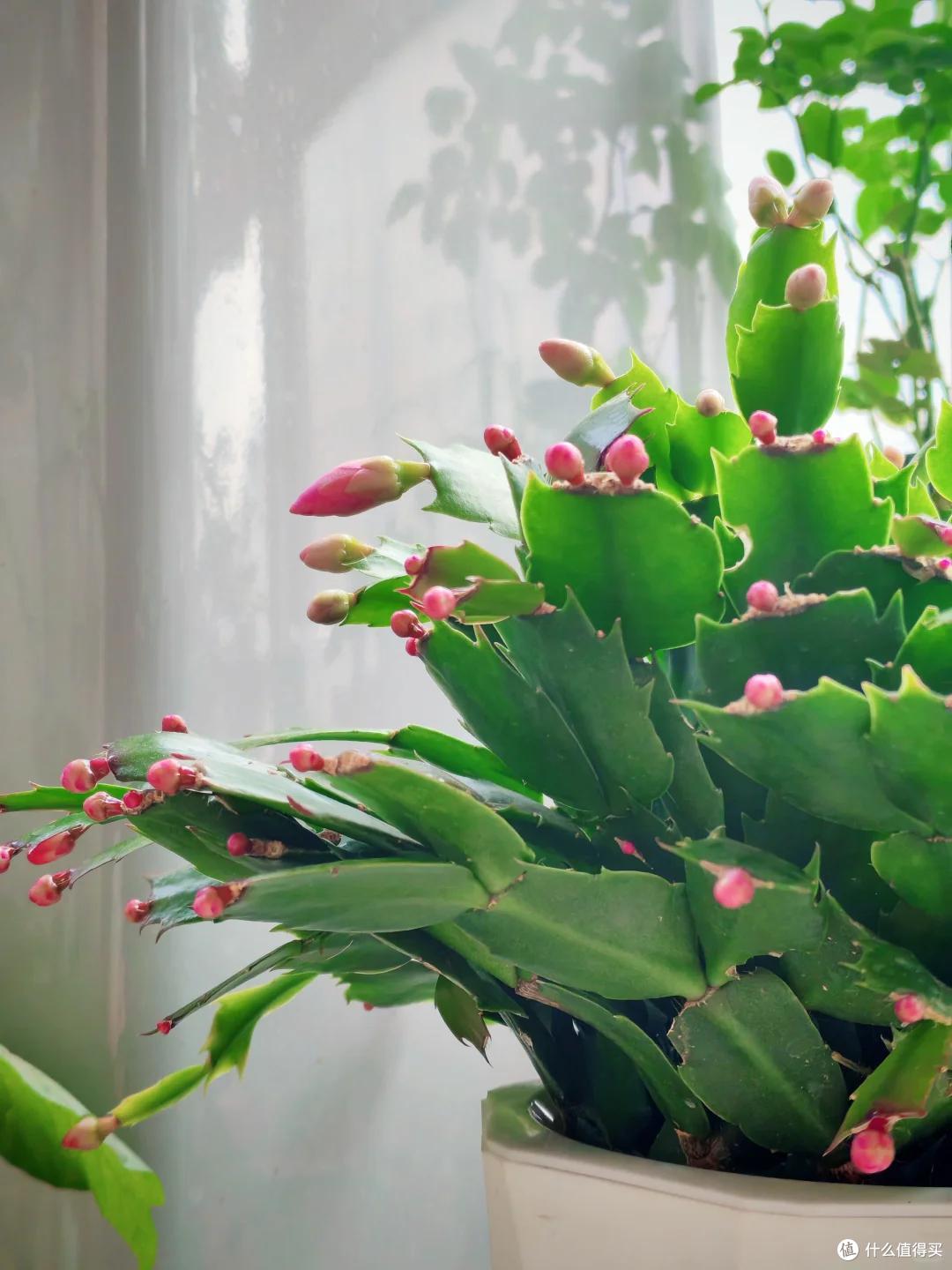 6、7月,给这10种花“剃光头”,剪得越狠,长势越旺,花开不断~