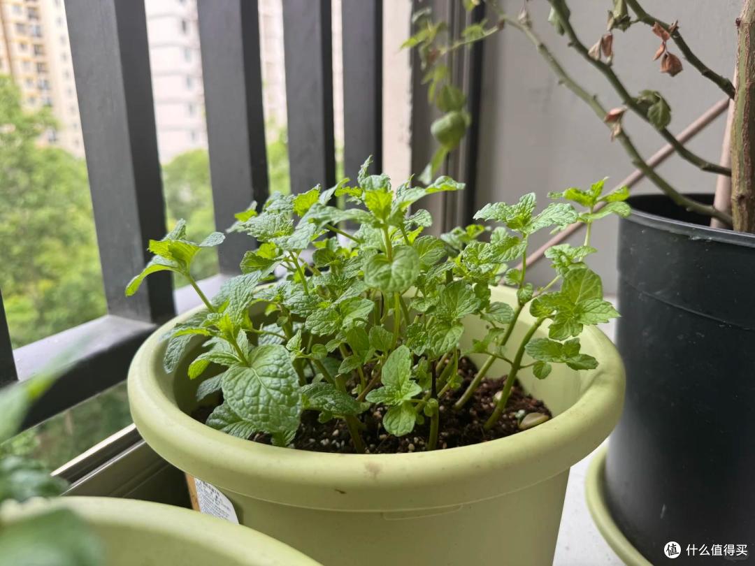 6、7月,给这10种花“剃光头”,剪得越狠,长势越旺,花开不断~