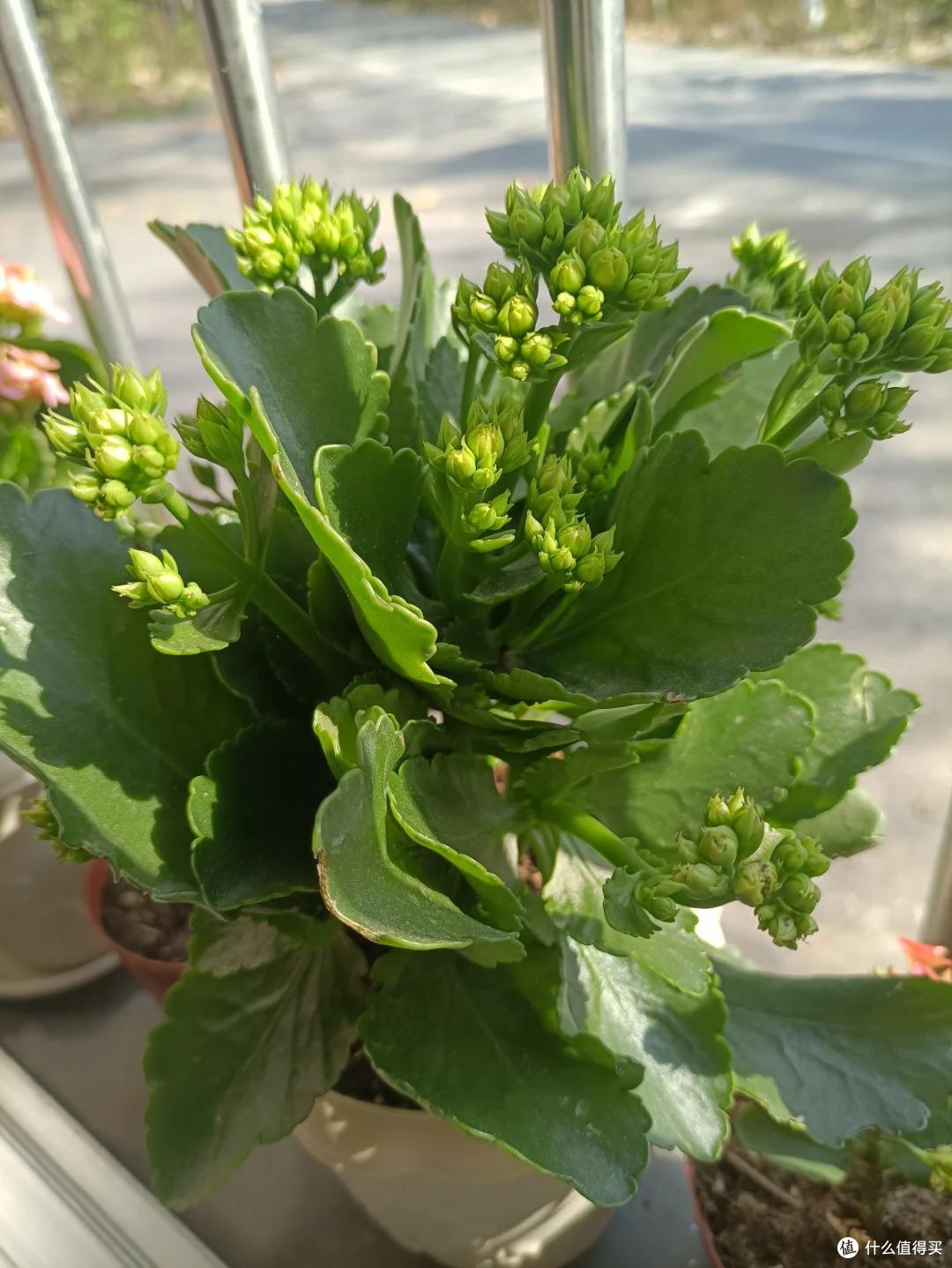 6、7月,给这10种花“剃光头”,剪得越狠,长势越旺,花开不断~