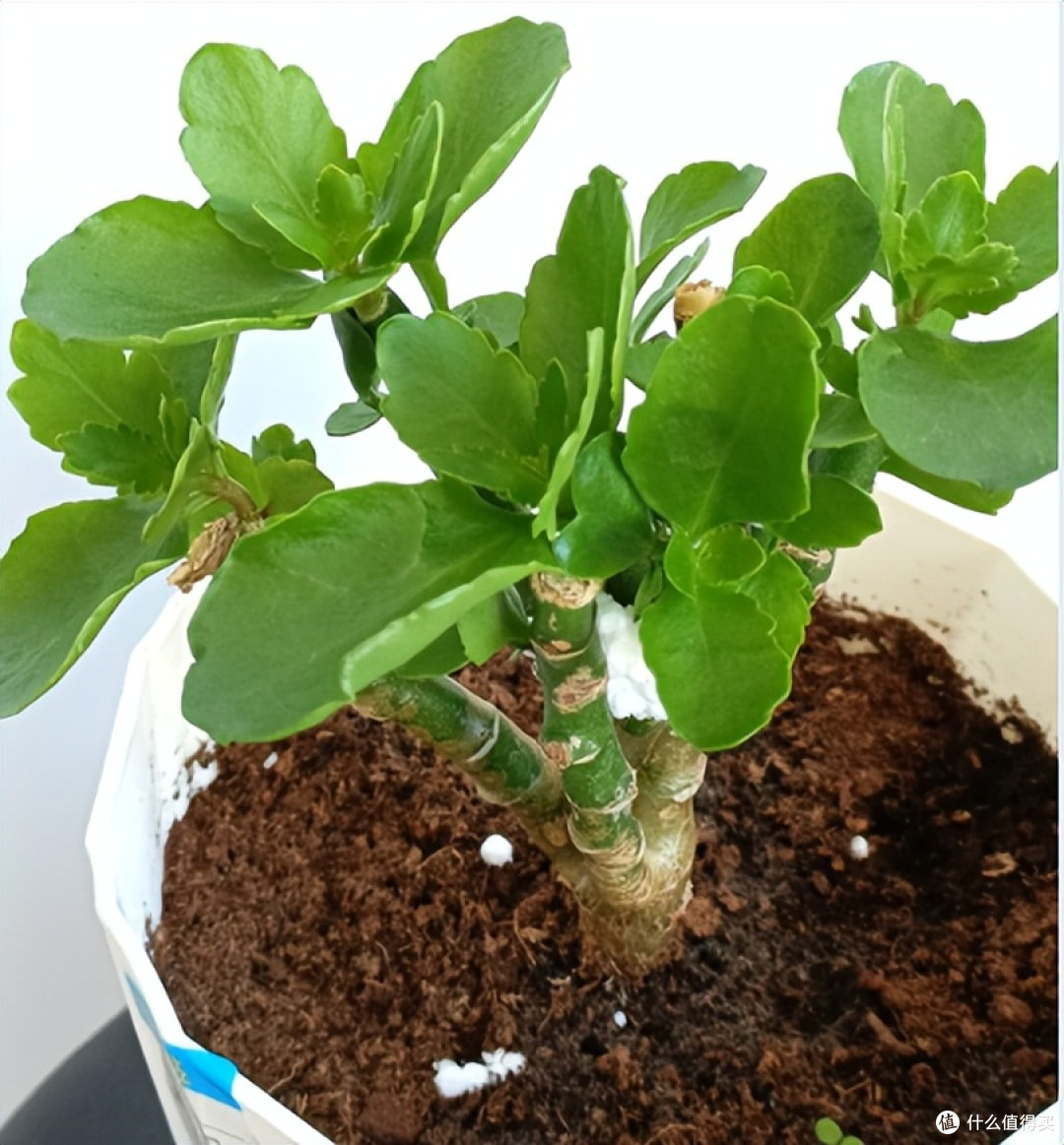 6、7月,给这10种花“剃光头”,剪得越狠,长势越旺,花开不断~
