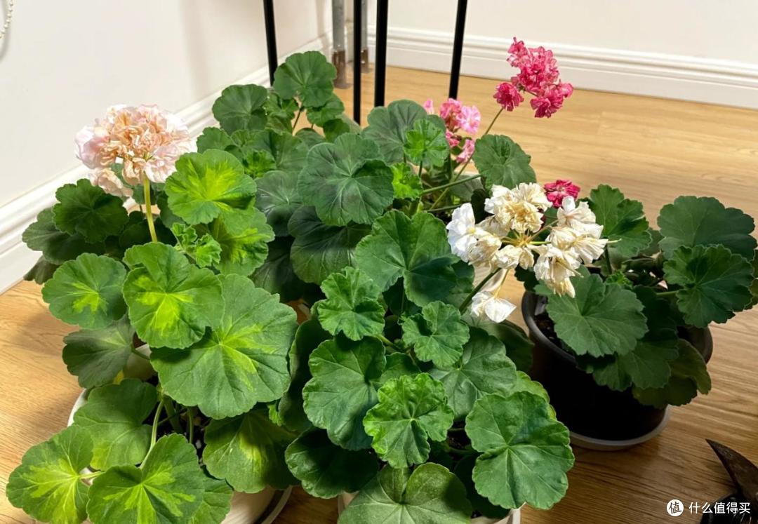 6、7月,给这10种花“剃光头”,剪得越狠,长势越旺,花开不断~
