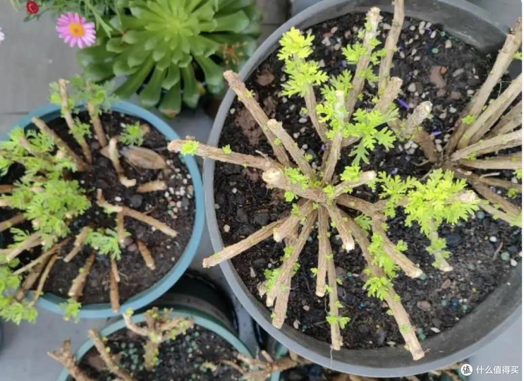 6、7月,给这10种花“剃光头”,剪得越狠,长势越旺,花开不断~