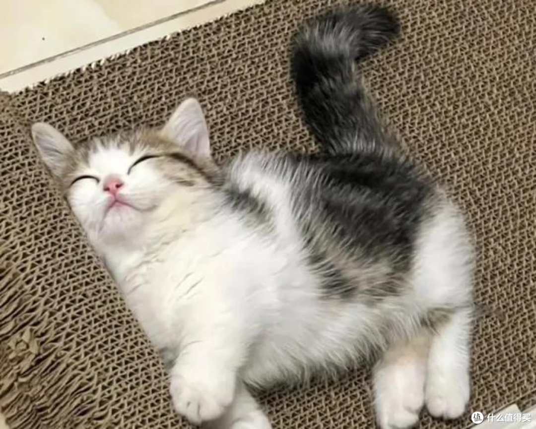 性价比高的猫粮有哪些推荐？国产十大放心猫粮品牌排行榜分享