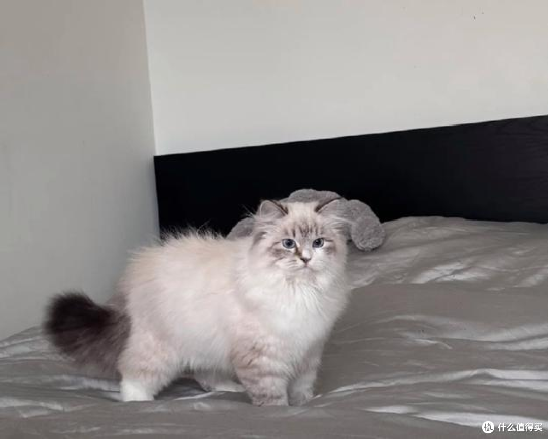 性价比高的猫粮有哪些推荐？国产十大放心猫粮品牌排行榜分享