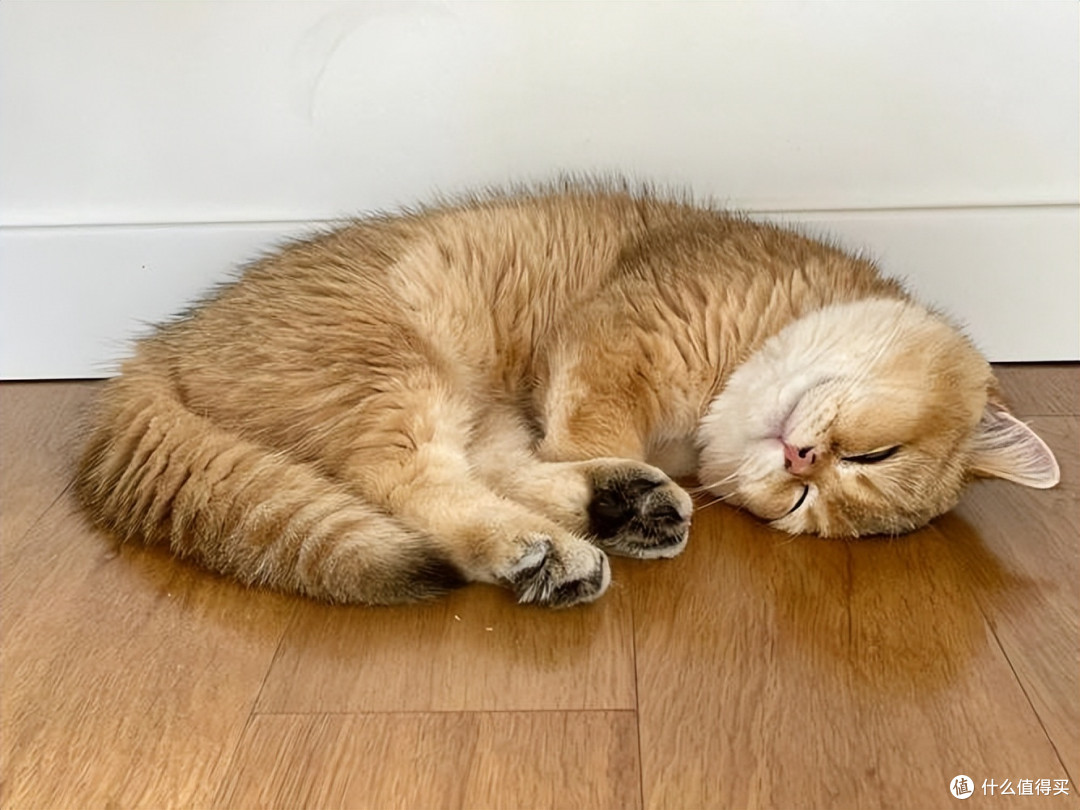 布偶猫吃什么猫粮比较好？国产十大放心猫粮品牌排行榜_猫咪干粮_什么值得买