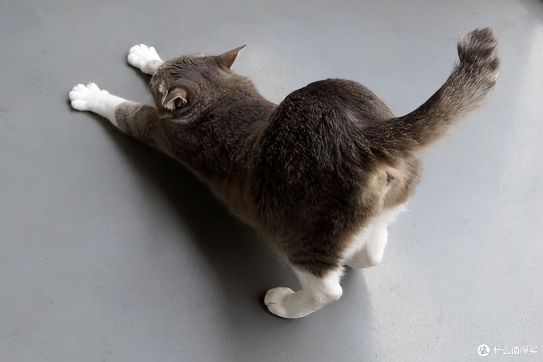 多人回购的猫粮排行有哪些？2025天然猫粮排行榜总结分享