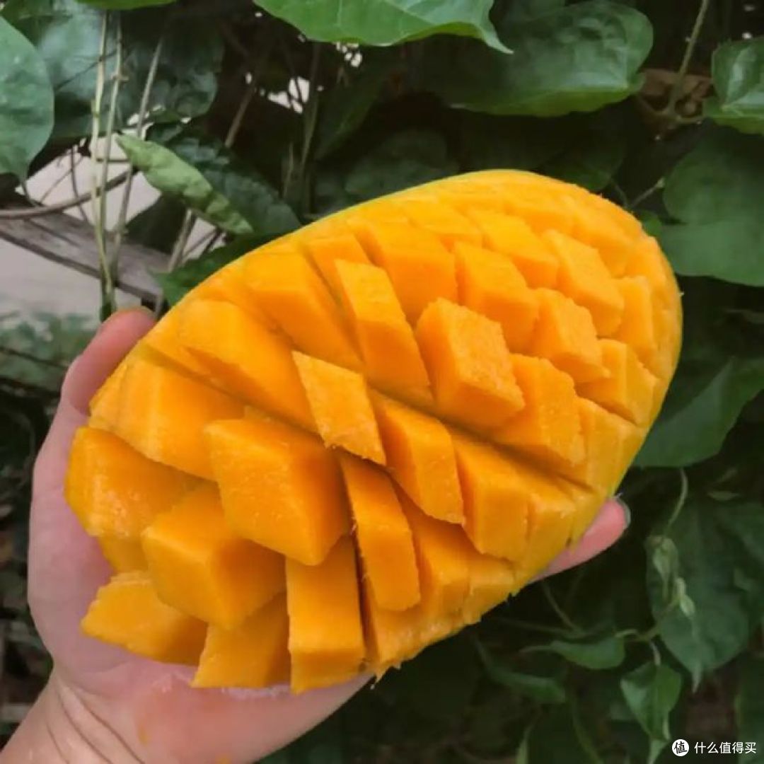 越南大青芒好吃吗？是不是水果界的“明星产品”？
