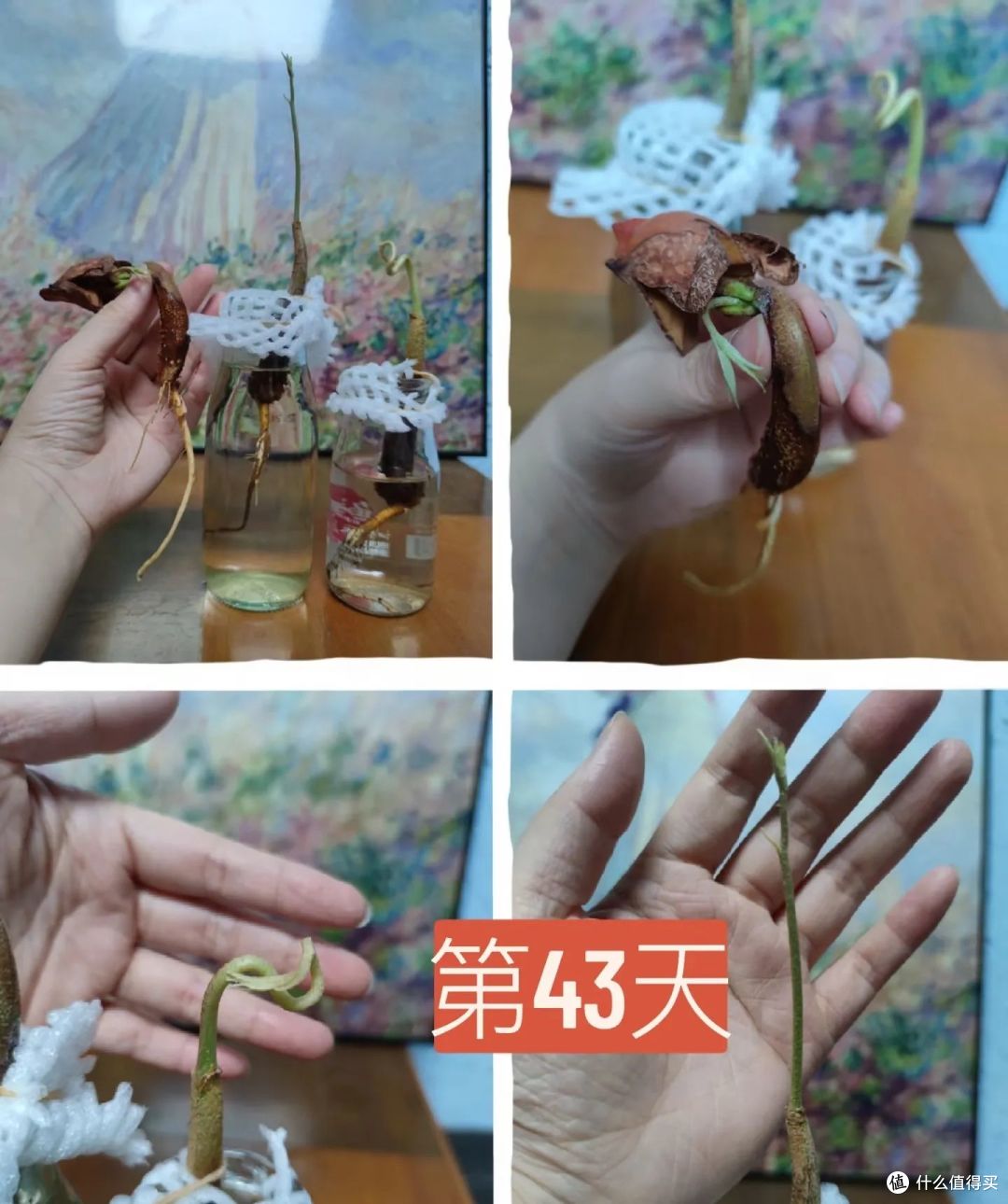 头一次感受到榴莲的杀伤力,果肉做美食、果核种盆栽、壳子做装饰