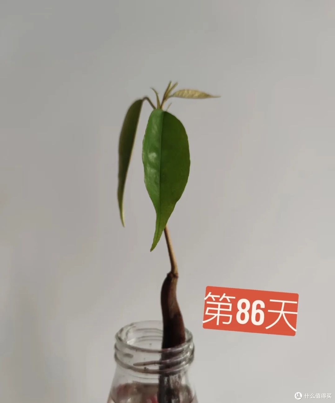 头一次感受到榴莲的杀伤力,果肉做美食、果核种盆栽、壳子做装饰