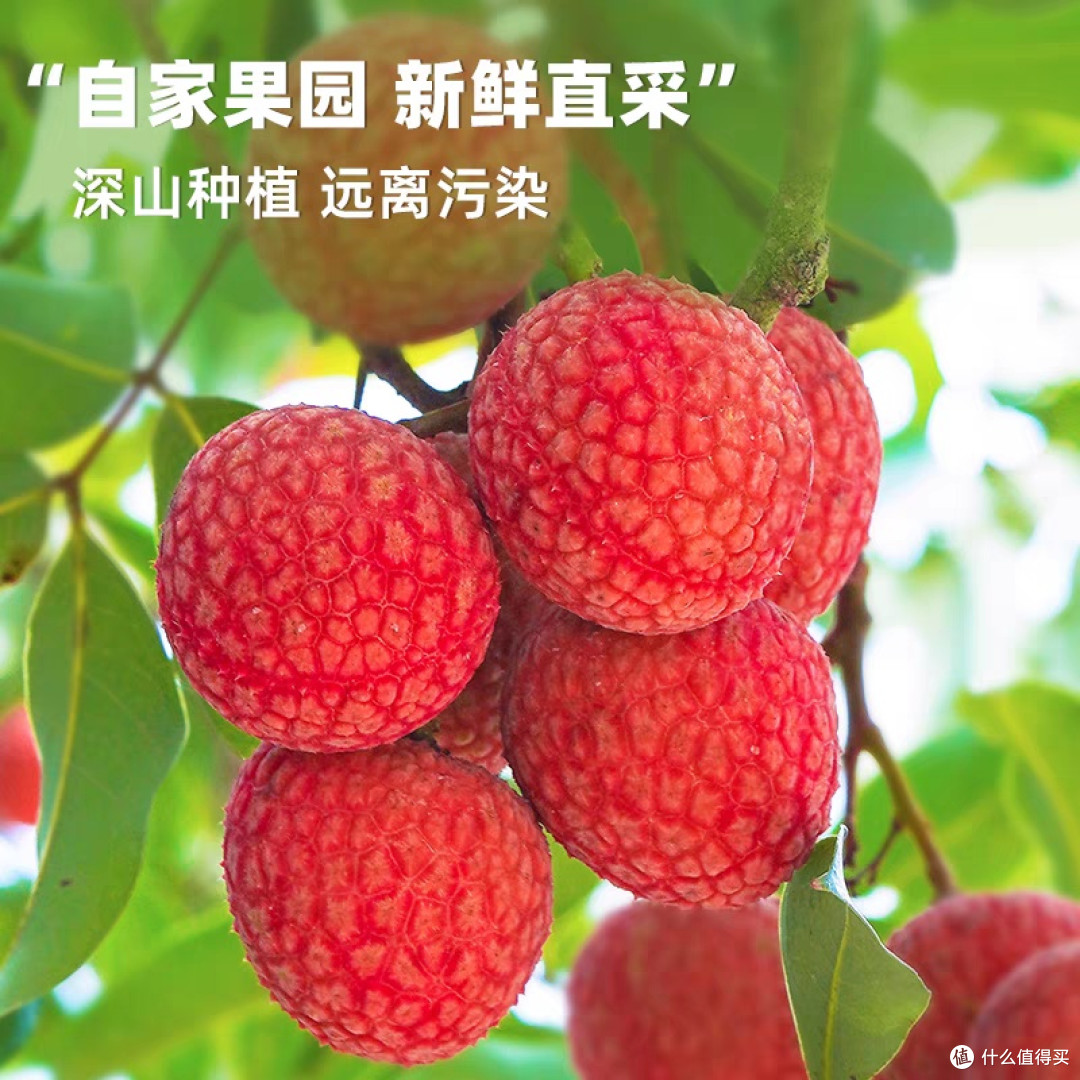 广东茂名桂味荔枝新鲜上市