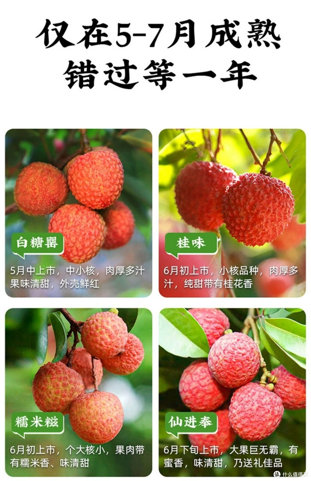 广东茂名桂味荔枝新鲜上市
