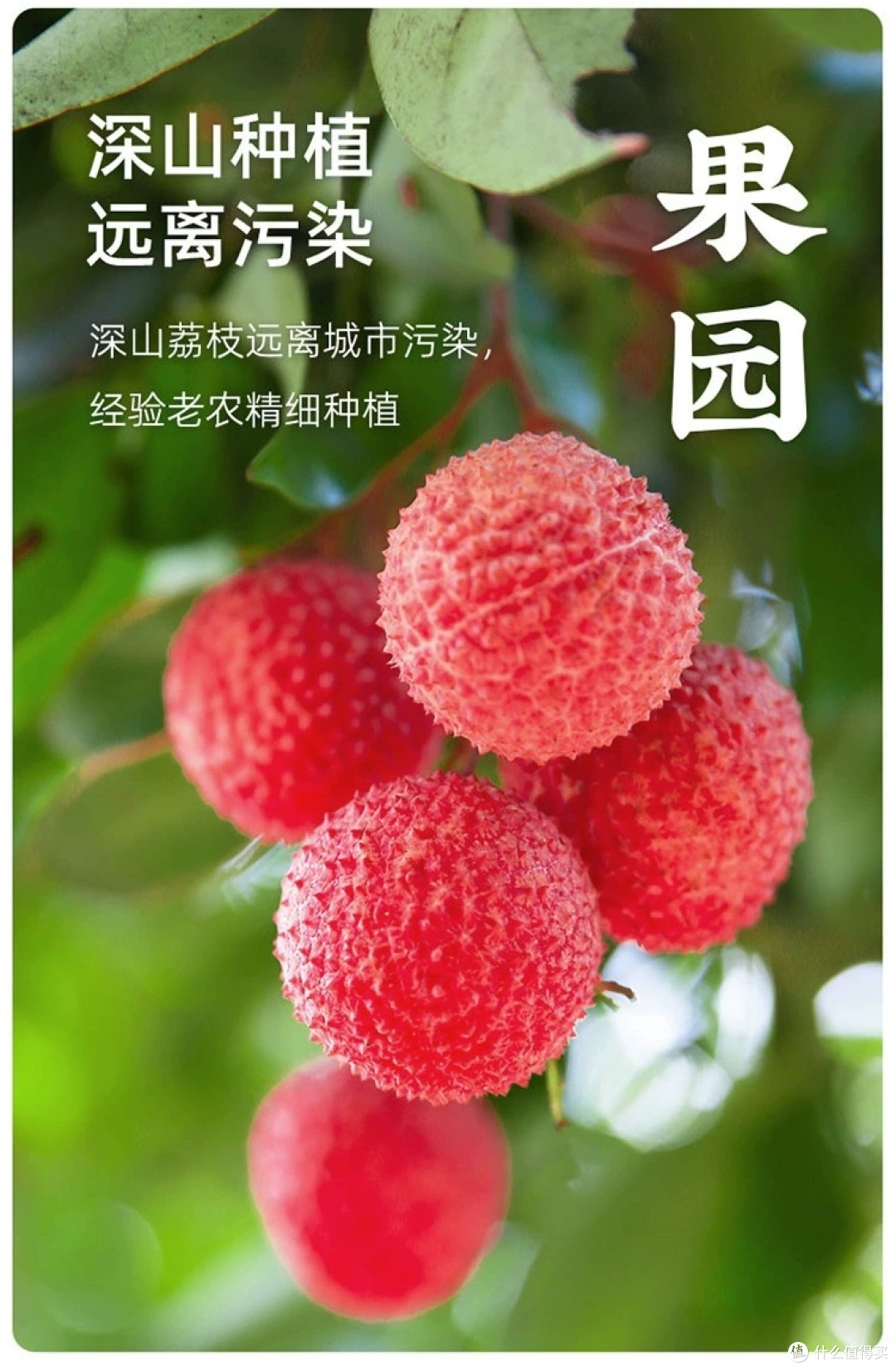 广东茂名桂味荔枝新鲜上市