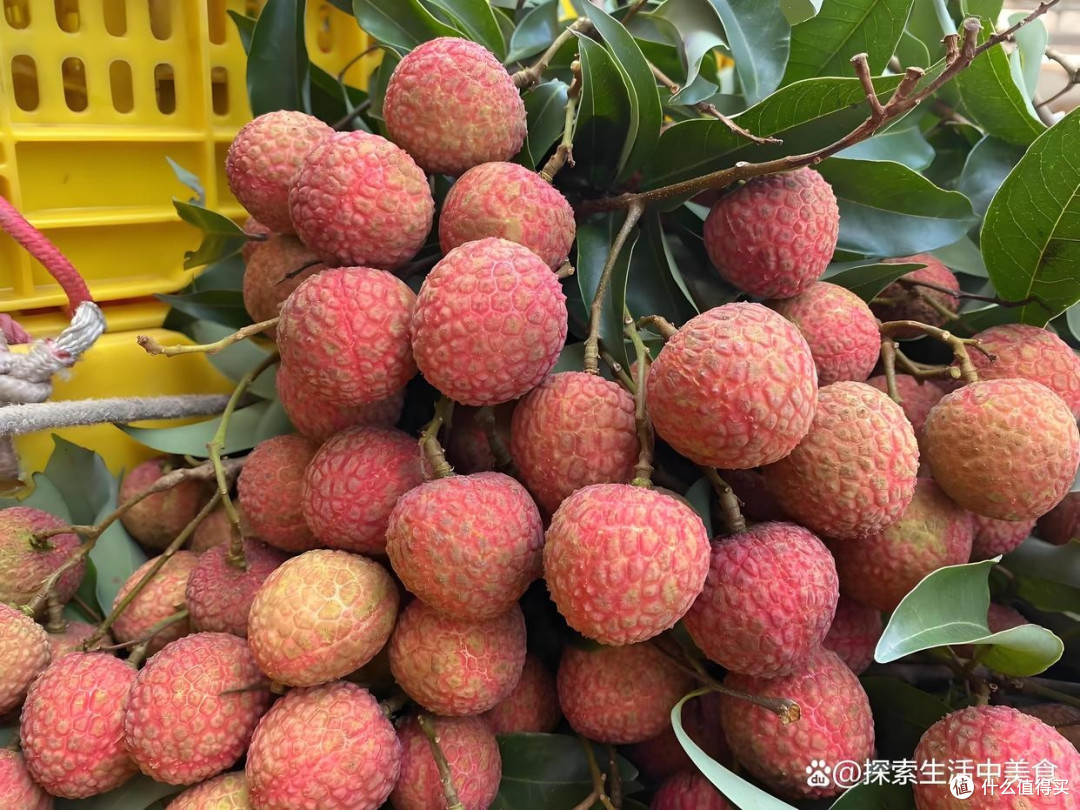 荔枝的早熟与晚熟品种大比拼:谁才是你的夏日专属甜蜜?