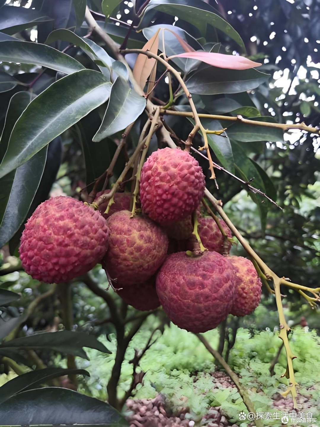 荔枝的早熟与晚熟品种大比拼:谁才是你的夏日专属甜蜜?