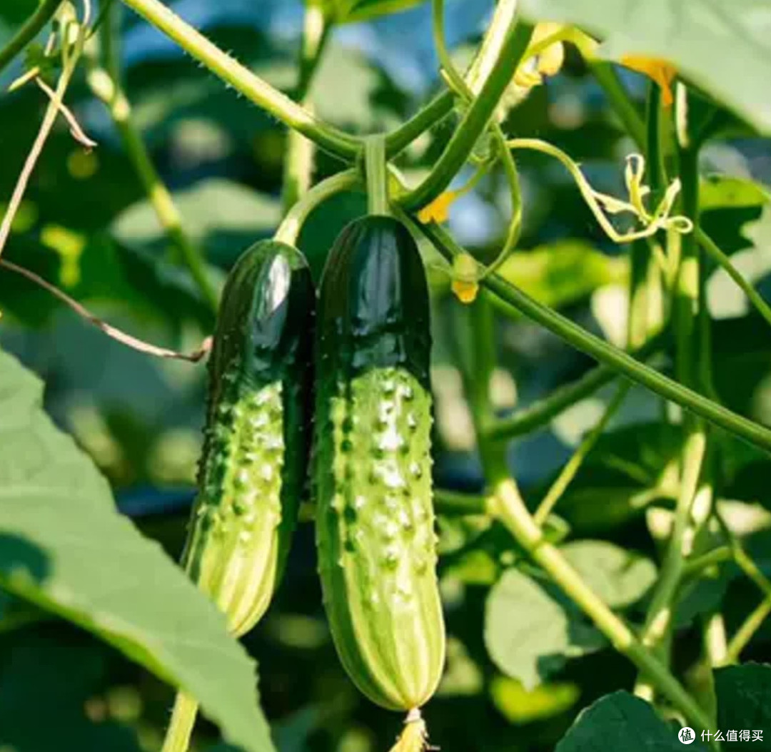 🥒水果黄瓜——夏天救命的神仙瓜!生啃、凉拌,一口下去透心凉