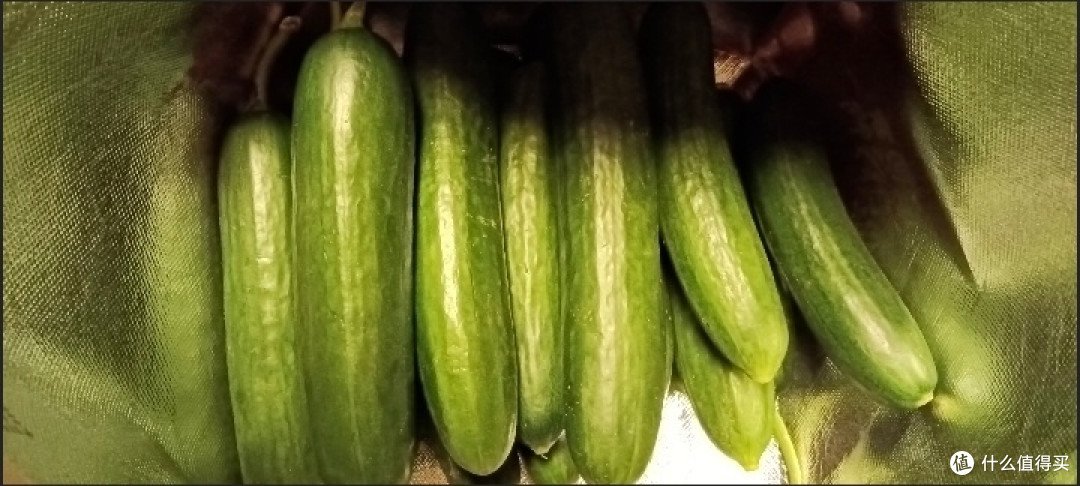 🥒水果黄瓜——夏天救命的神仙瓜!生啃、凉拌,一口下去透心凉
