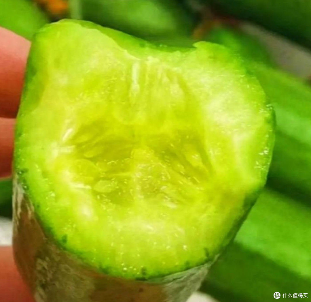 🥒水果黄瓜——夏天救命的神仙瓜!生啃、凉拌,一口下去透心凉