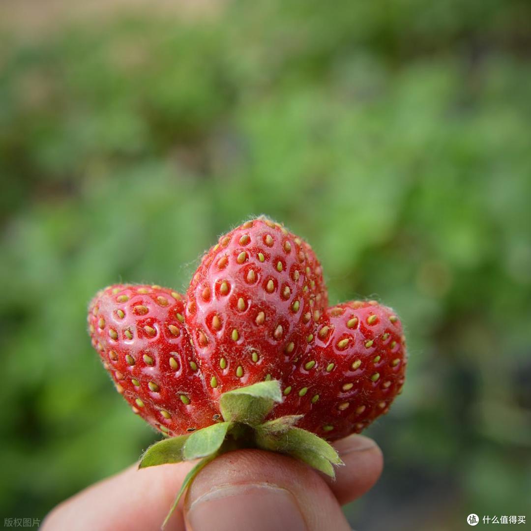 揭秘!菜市场里那些“脏脏菜”