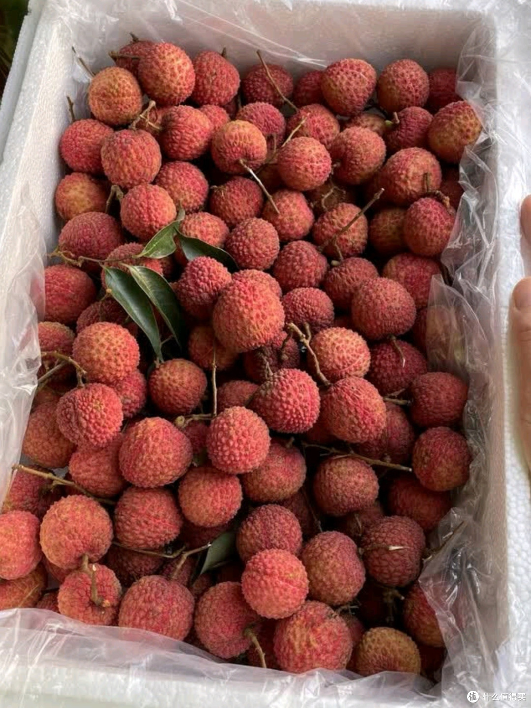 田拾记广东增城桂味荔枝测评:夏日里的甜蜜馈赠