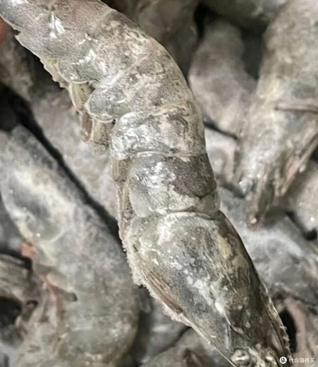 万景北海鲜冻白虾:烧烤聚餐的美味之选