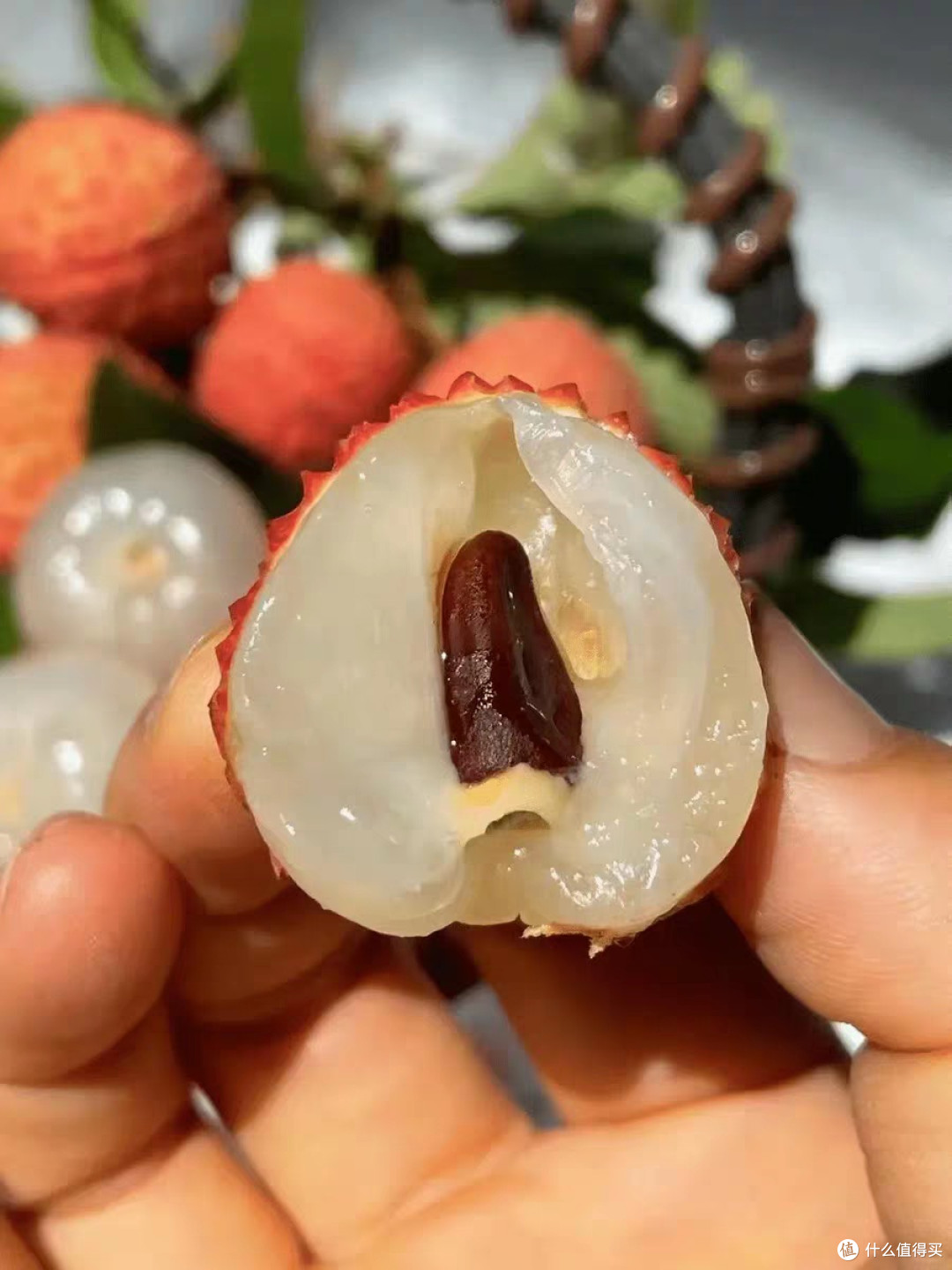 终于到了吃桂味荔枝的季节了！
