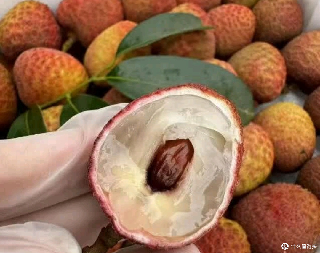 蒲恋广东茂名高州白糖罂荔枝现摘香甜生鲜水果新鲜