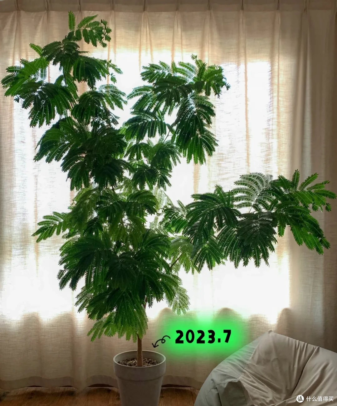 女子仅用5年,就让密叶猴耳环“多子多孙”,还一树成景,好唯美