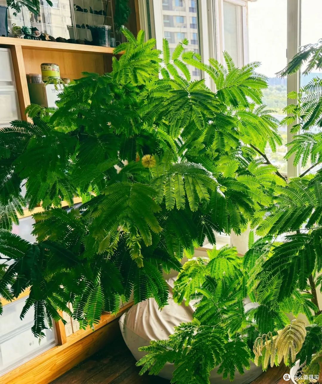 女子仅用5年,就让密叶猴耳环“多子多孙”,还一树成景,好唯美