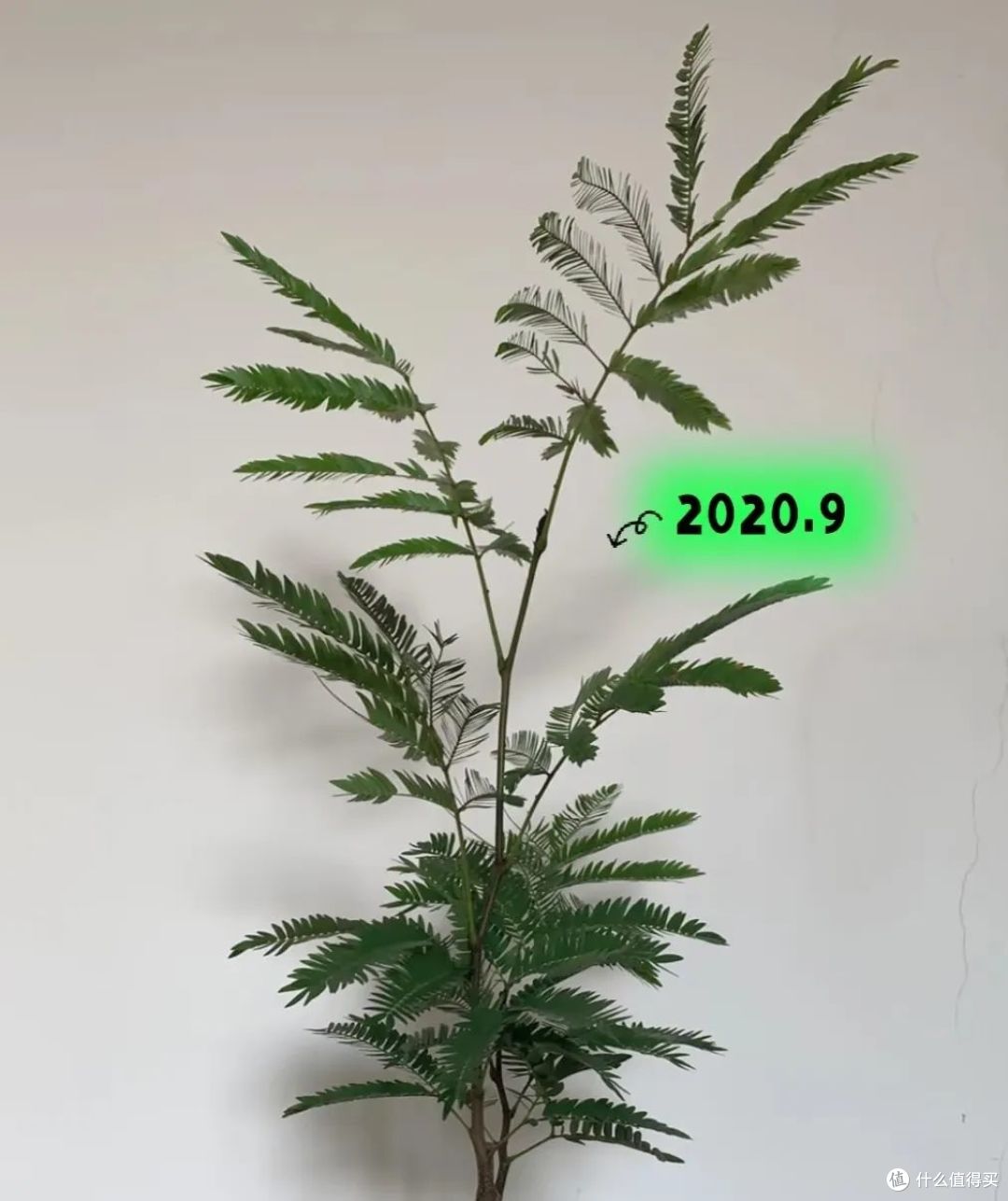 女子仅用5年,就让密叶猴耳环“多子多孙”,还一树成景,好唯美