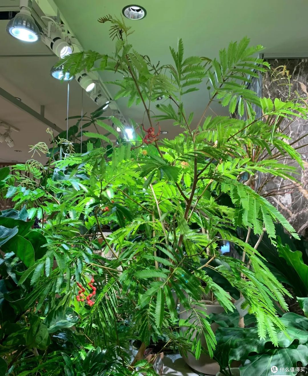 女子仅用5年,就让密叶猴耳环“多子多孙”,还一树成景,好唯美